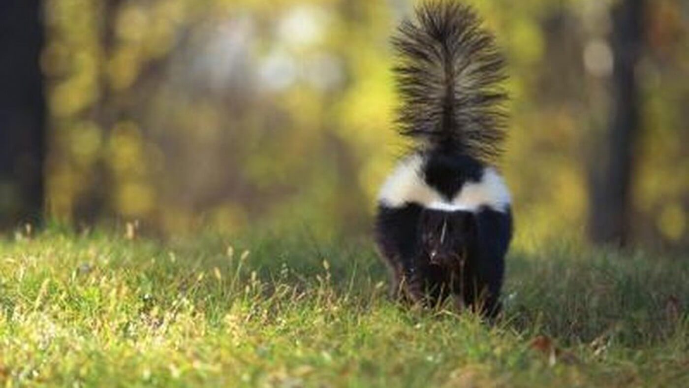 Skunk Odor Removal Tuscon