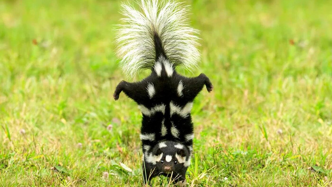 Skunk Odor Removal Tuscon